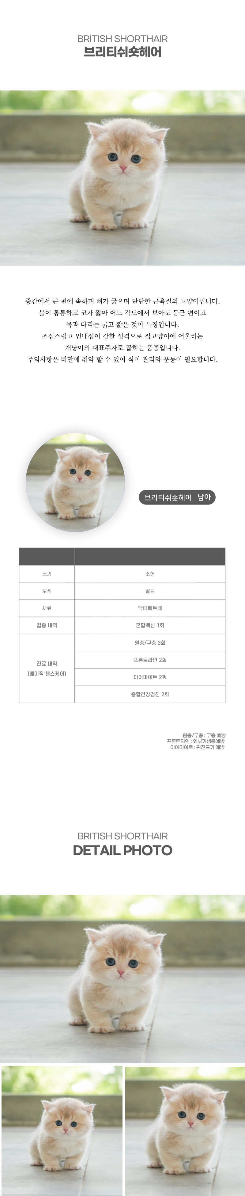 브리티쉬숏헤어_상세이미지_2